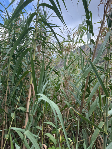 giant reed