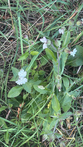 white campion