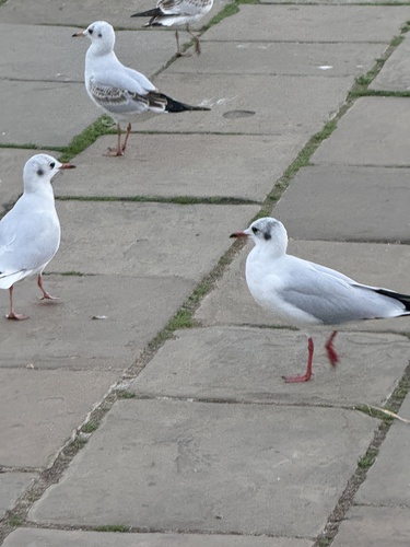 Black-headed Gull