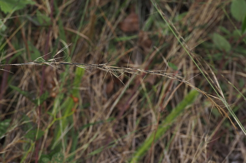 Aristida virgata observed 2026-10-03