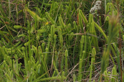 Lycopodiella alopecuroides, 2026-10-03