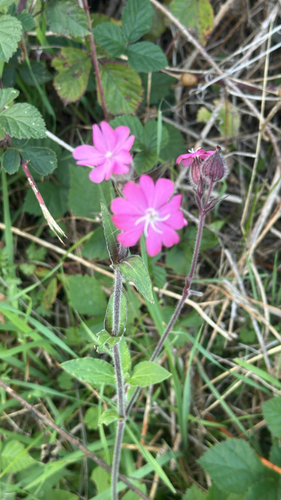 red campion