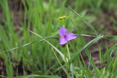 Tradescantia bracteata