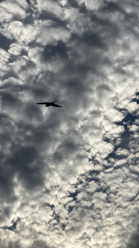 Red Kite
