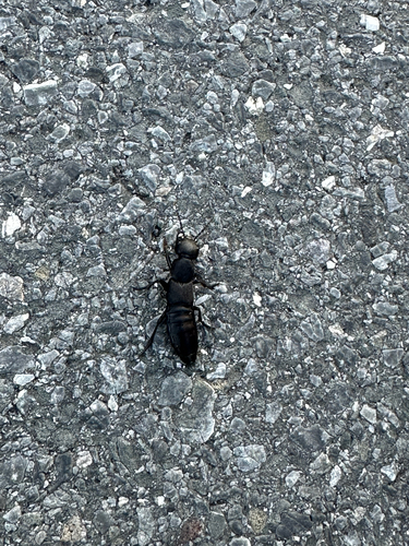 Devil's Coach Horse Beetle