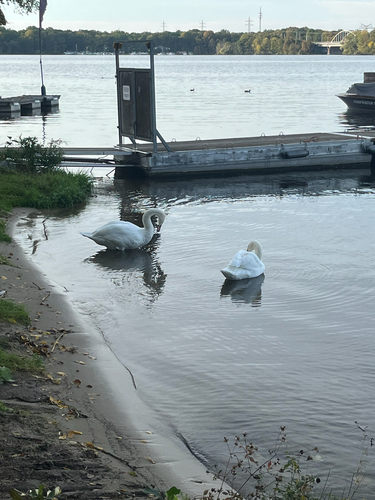 Mute Swan