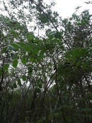 Comocladia macrophylla