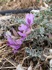 Astragalus utahensis