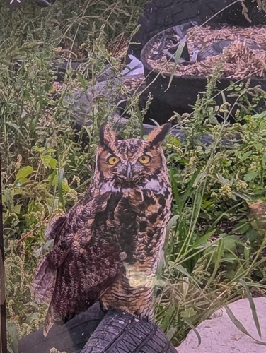 Great Horned Owl