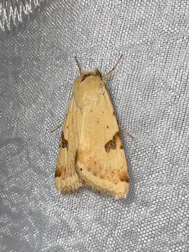 The Bordered Straw