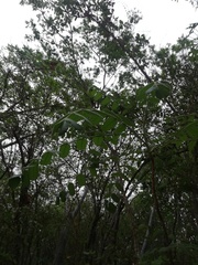 Comocladia macrophylla