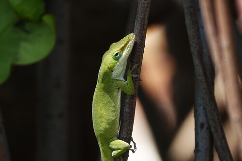 Anolis carolinensis observed 2026-10-04