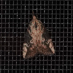 Hypena humuli