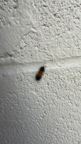 Isabella Tiger Moth