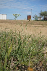 Astrodaucus littoralis