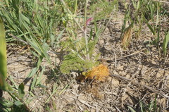 Astrodaucus littoralis