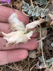 Astragalus utahensis