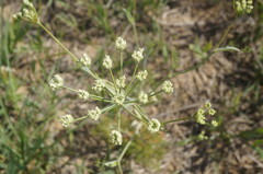 Astrodaucus littoralis