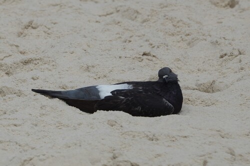 Feral Pigeon