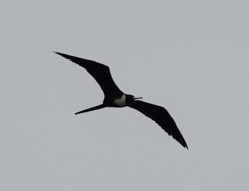 Magnificent Frigatebird