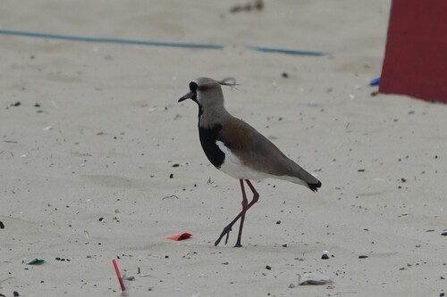 Southern Lapwing