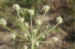 Astrodaucus littoralis