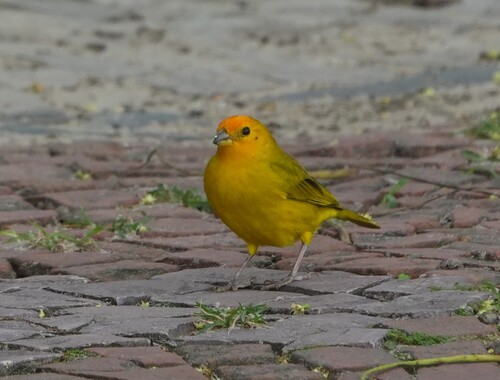 Saffron Finch