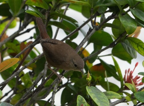 Southern House Wren