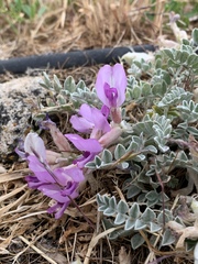 Astragalus utahensis