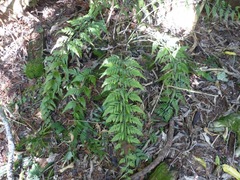 Asplenium gracillimum