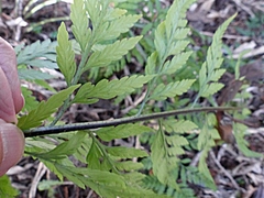 Asplenium gracillimum