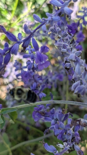 Common Eastern Bumble Bee