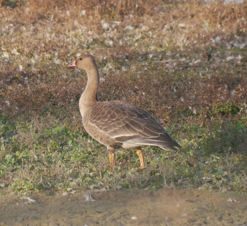 Greater White-fronted Goose