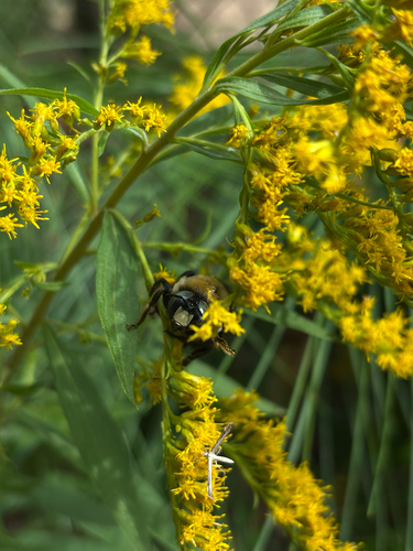 Eastern Carpenter Bee