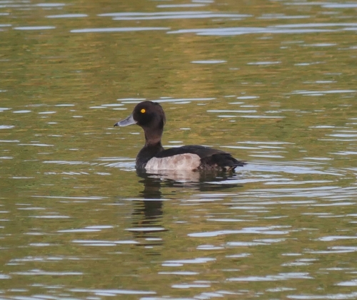 Tufted Duck