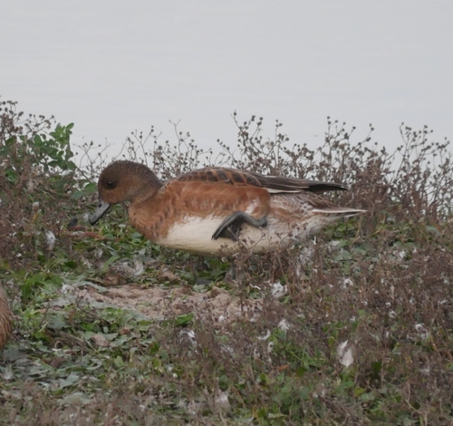 Eurasian Wigeon