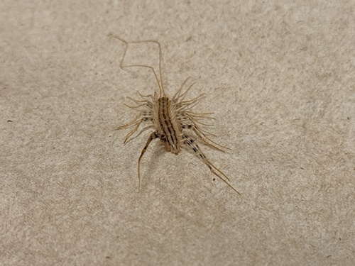 House Centipede