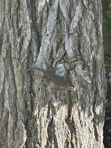 Western Fence Lizard