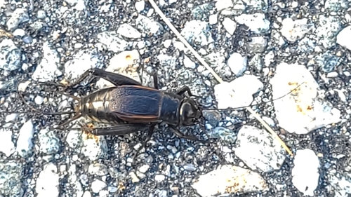 Fall Field Cricket