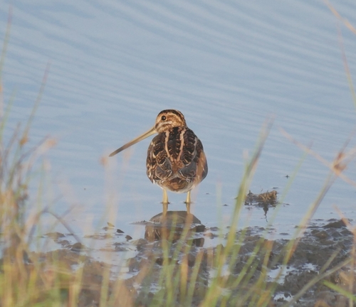 Common Snipe