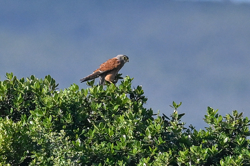 iNaturalist image
