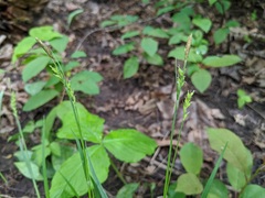 Carex laxiculmis copulata