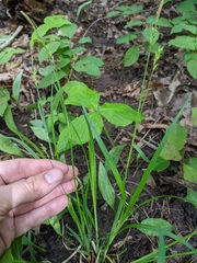 Carex laxiculmis copulata