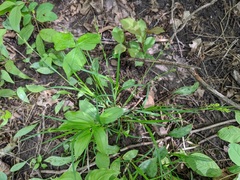 Carex laxiculmis copulata