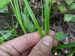 Carex laxiculmis copulata