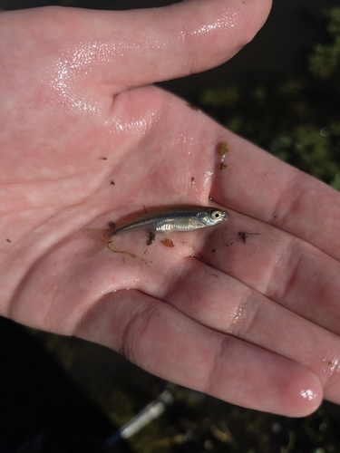 Golden Shiner