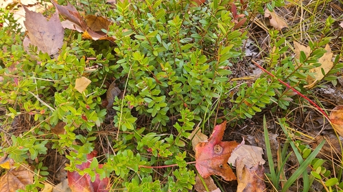 Large cranberry