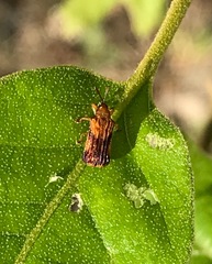 Sumitrosis inaequalis