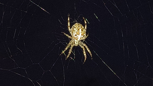 Cross Orbweaver