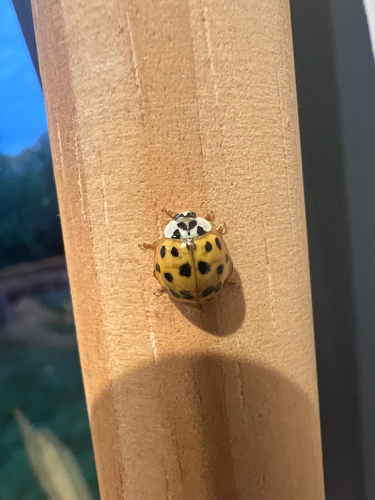 Asian Lady Beetle